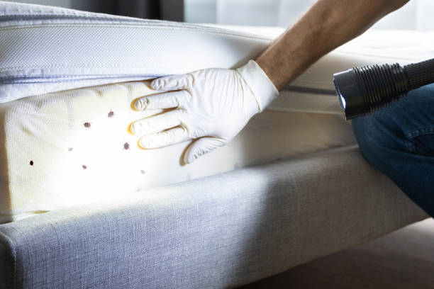 Best Pest Removal Services  in Spirit Lake, ID