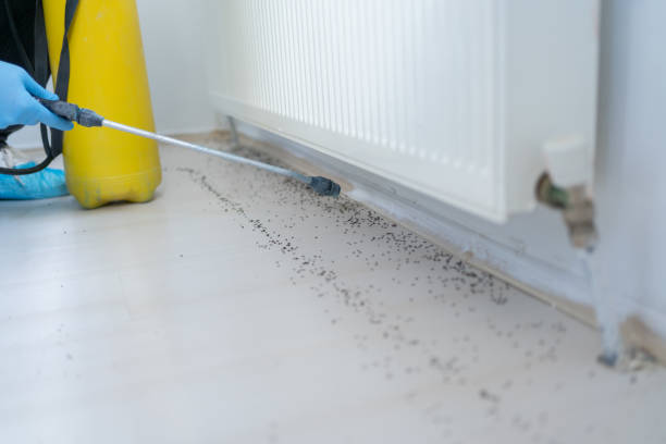 Best Cockroach Control Services  in Spirit Lake, ID