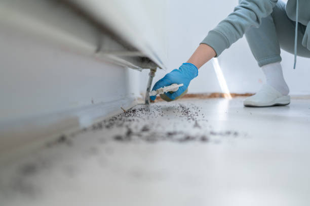 Best Termite Control Services  in Spirit Lake, ID
